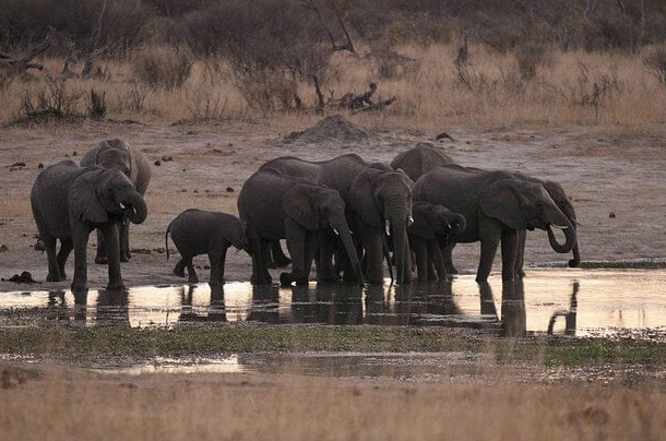 Слоны покидают нацпарк в Зимбабве из-за засухи - «В мире»