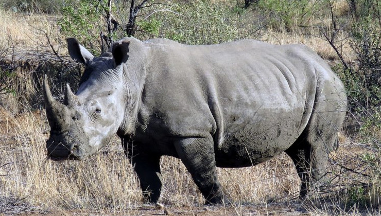 В Африке в дикую природу выпустят более 2000 белых носорогов - «В мире»