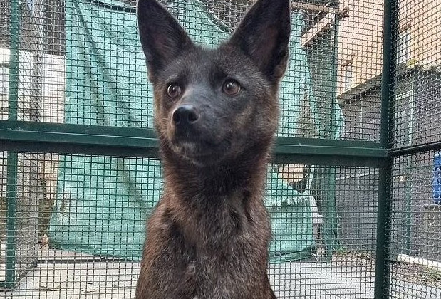 В Бразилии обнаружили первый в мире гибрид собаки и лисы - «В мире»