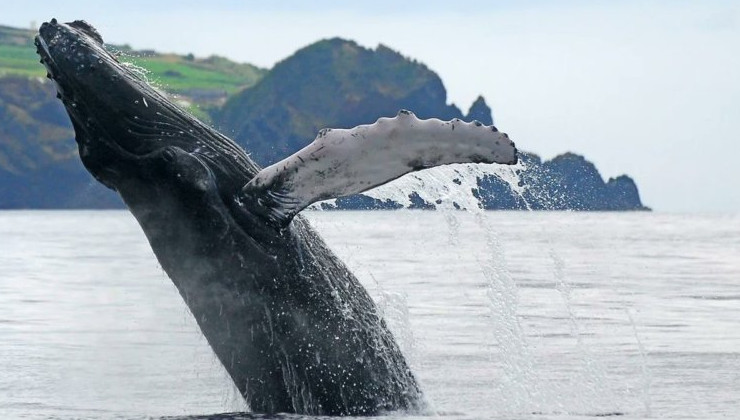 Канадский СПГ-терминал угрожает финвалам и горбатым китам - «В мире»