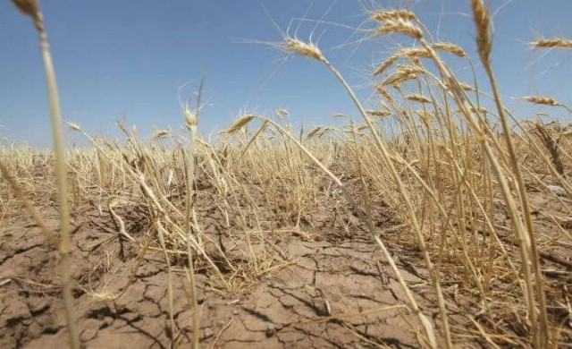 ООН: глобальные катастрофы обошлись сельскому хозяйству в 3,8 трлн долларов за 30 лет - «В мире»