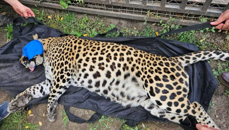 В ЛНР спасли двух брошенных леопардов - «Экология России»