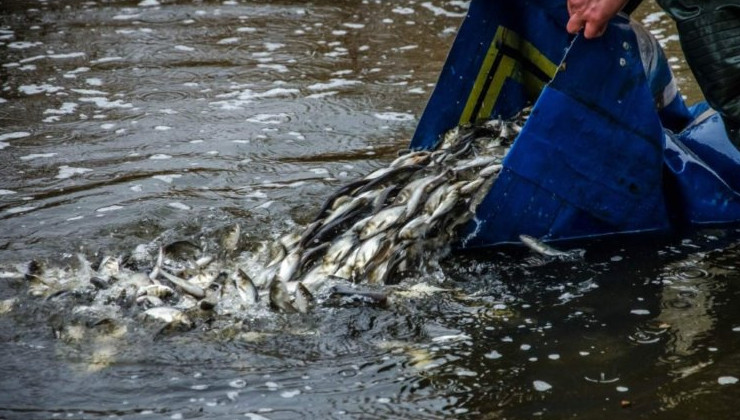 В Магнитогорское водохранилище выпустили около 260 тысяч особей ценной рыбы - «Зеленая Экономика»