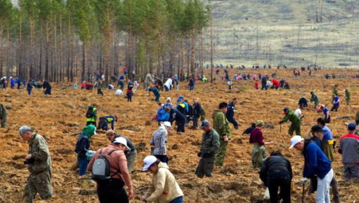 Калмыкия признана лидером России по количеству искусственных лесов - «Экология России»