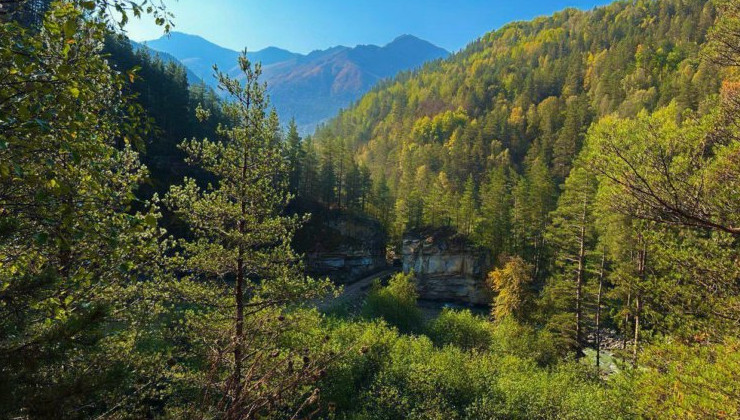 В 2023 году ликвидация очагов лесных вредителей охватила 225 тысяч гектаров - «Экология России»
