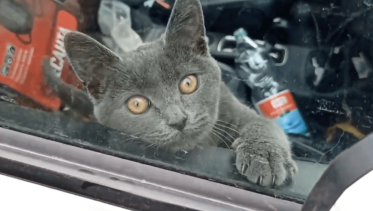 В центре Москвы спасли запертого в машине кота - «Экология России»
