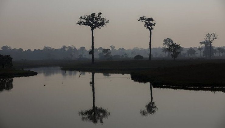 Бразилия за год сократила вырубку лесов Амазонии на 64% - «В мире»