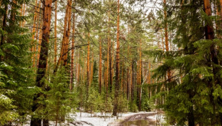 В 2023 году в Свердловской области отмечен самый низкий уровень незаконных рубок - «Экология России»