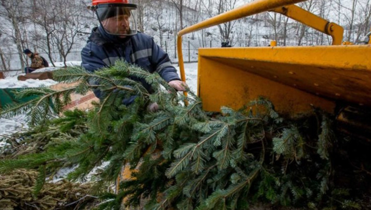 В России предложили создать сеть пунктов по приему елок - «Экология России»