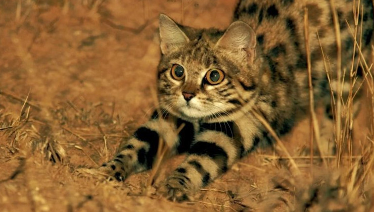Африканские черноногие кошки оказались на грани исчезновения - «В мире»