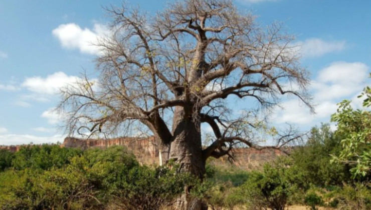 Эфиопия займется восстановлением лесов - «В мире»