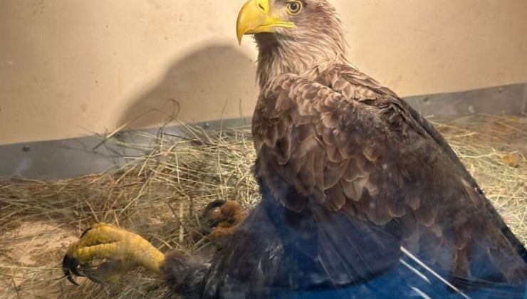 В Астраханской области спасли орлана-белохвоста со сломанным крылом - «Экология России»