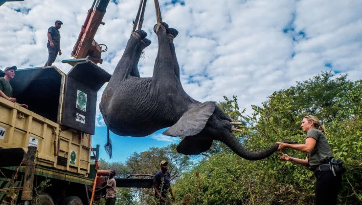 Перемещение слонов в Малави привело к гибели людей - «В мире»