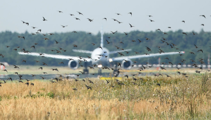 РЭО до 1 сентября проведет орнитологическое исследование аэродромов в 52 регионах - «Экология России»