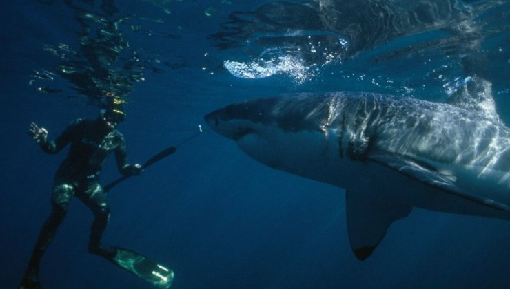 В 2023 году из-за акул погибло вдвое больше людей - «В мире»