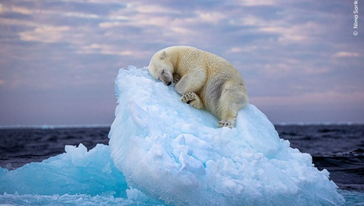 В конкурсе фотографий дикой природы победил спящий на льдине медведь - «В мире»