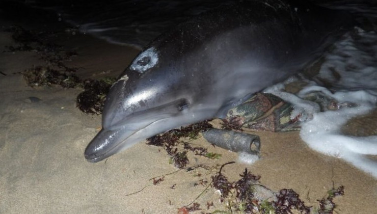 В Крыму спасают выбросившегося на берег дельфина - «Экология России»