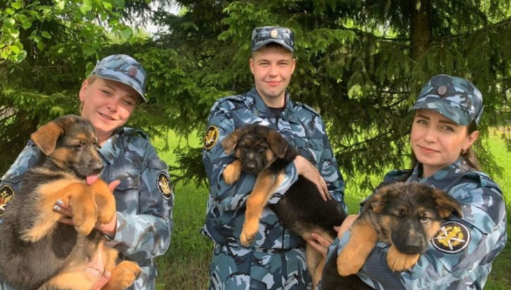 В питомнике служебного собаководства в Коми родилось 25 щенков - «Экология России»