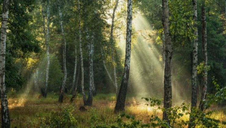В России узаконят понятие «лесоклиматический проект» - «Экология России»