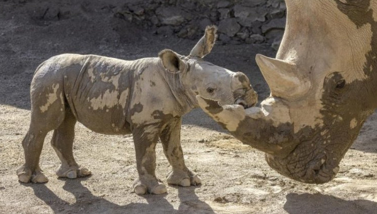 Ученые впервые провели ЭКО носорога - «В мире»
