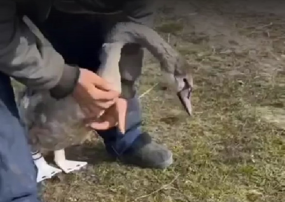 В Белоруссии изготовили протезы для травмированного лебедя - «В мире»