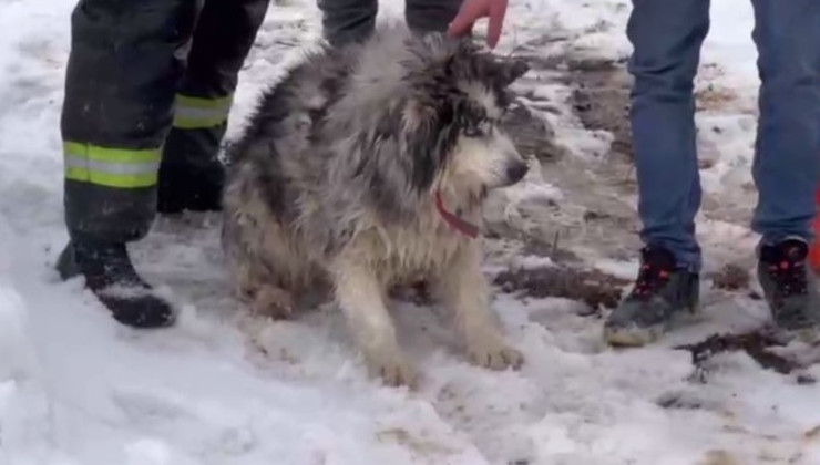 В Подмосковье пожарные спасли провалившуюся под лед собаку - «Экология России»