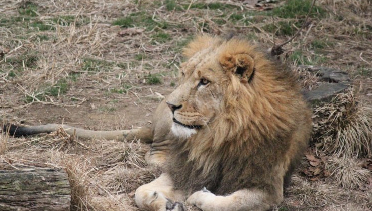Южная Африка ликвидирует отрасль коммерческого разведения и охоты на львов - «В мире»