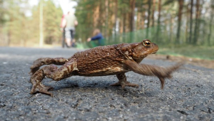 В Санкт-Петербурге ищут переносчиков жаб - «Экология России»