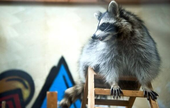 Животные из контактных зоопарков могут заразить человека бешенством - «Экология России»