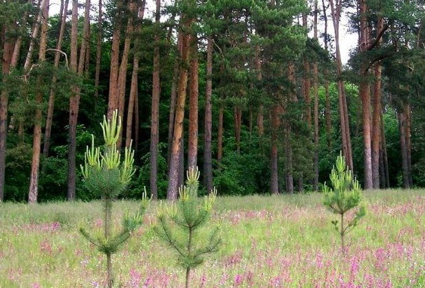 Белгородская область перевыполнила план по лесовосстановлению - «Экология России»