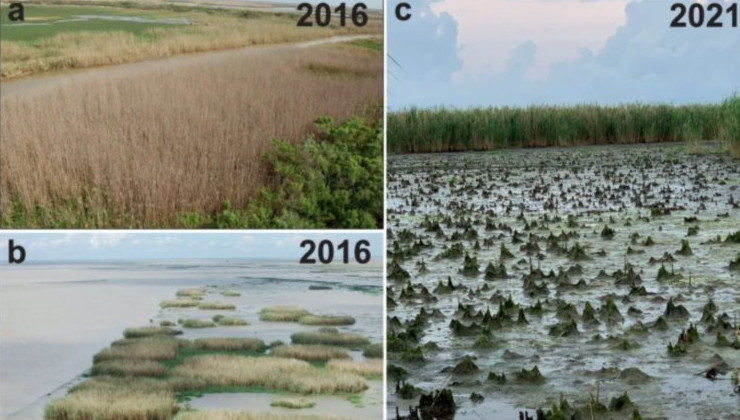 Луизианские болота могут пересохнуть - «В мире»