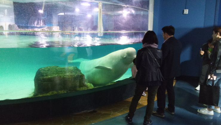 В Южной Корее пытаются освободить одинокую белуху из аквариума ТЦ - «В мире»