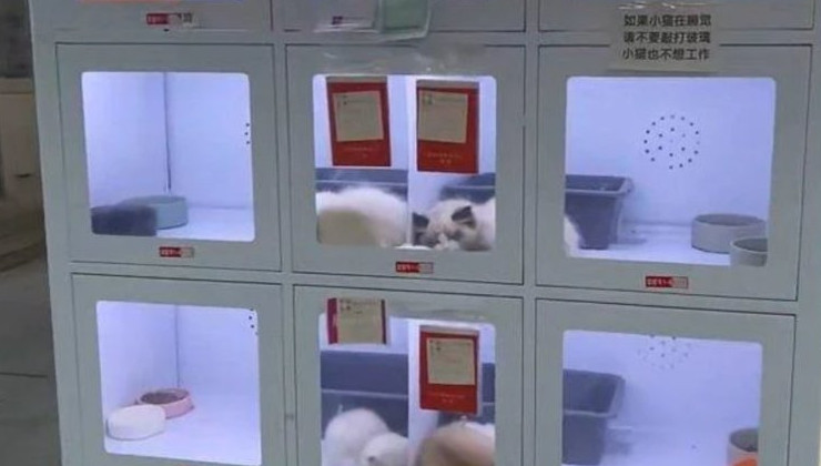 В Китае появились автоматы, торгующие домашними животными - «В мире»