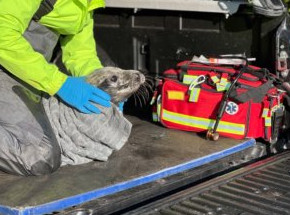 В Ленобласти спасли еще одного истощенного тюлененка - «Экология России»