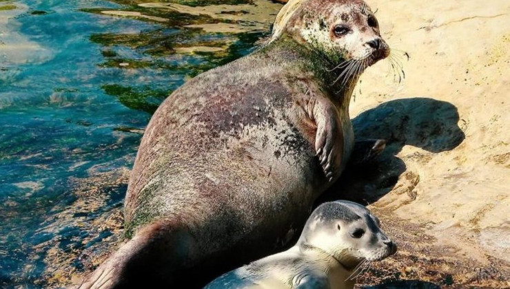 В Махачкале пройдет конференция, посвященная каспийскому тюленю - «Экология России»