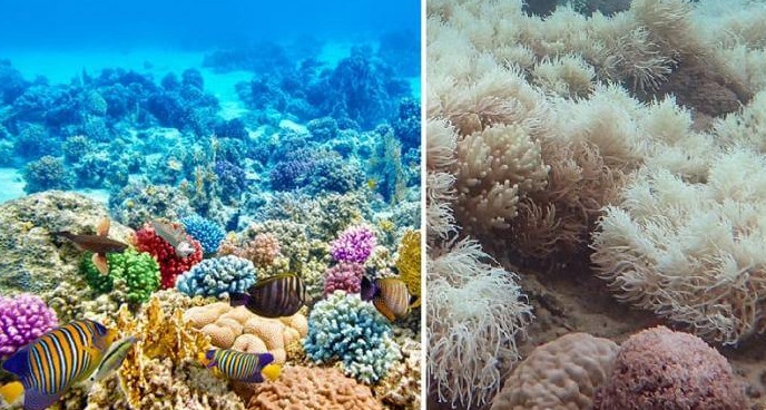 ЮНЕСКО требует от Австралии защитить Большой Барьерный риф - «В мире»