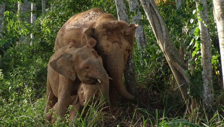 Самые маленькие в мире слоны оказались под угрозой исчезновения - «В мире»
