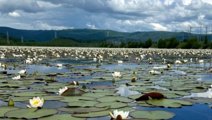 Сапбордисты губят кувшинки на Слюдянском озере - «Экология России»