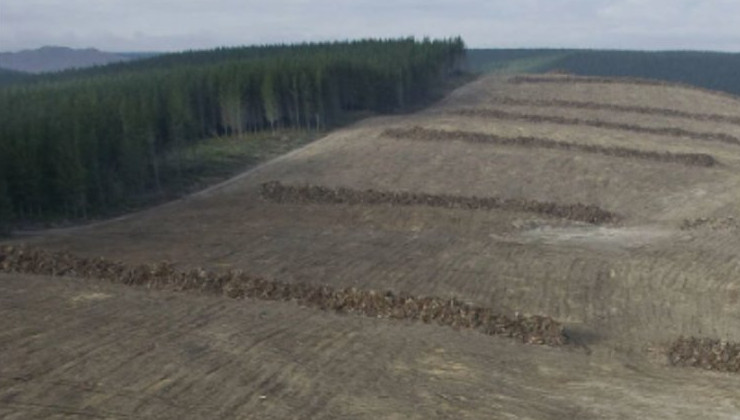 Участки леса, на которых будут строить объекты ГЭС, могут подорожать - «Экология России»
