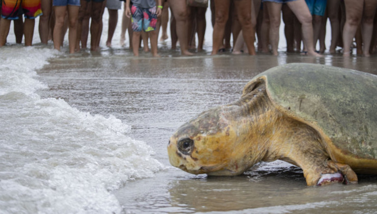 В Атлантику после реабилитации выпустили 170-килограммовую морскую черепаху - «В мире»