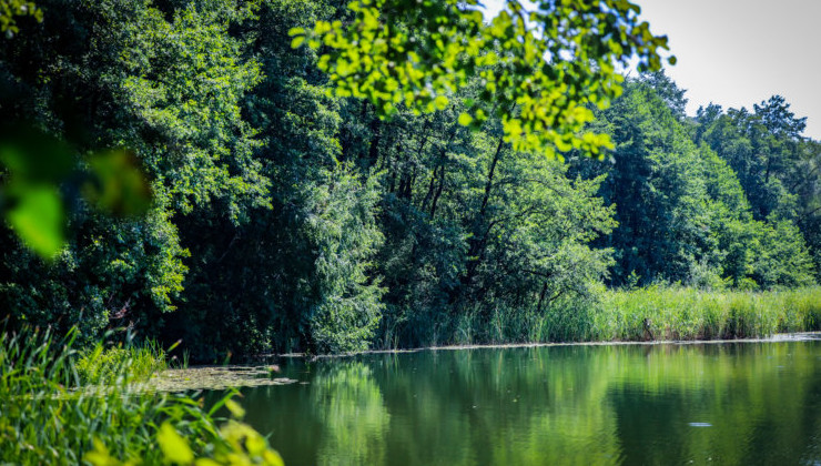 В Липецкой области до конца года расчистят шесть прудов - «Экология России»