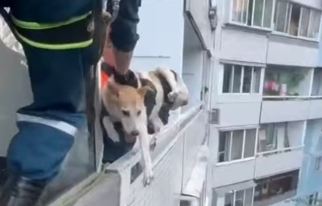 В Москве спасли собаку, оставленную на балконе без еды и воды - «Экология России»