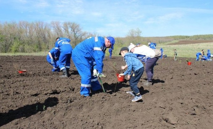 В Оренбуржье восстановили более 90% утраченных насаждений - «Экология России»