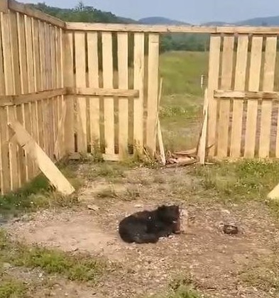 Жители Приморья пытались поймать тигра на живую собаку - «Экология России»