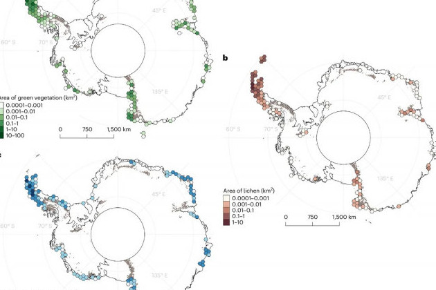 На Антарктиде обнаружена новая растительность - «В мире»