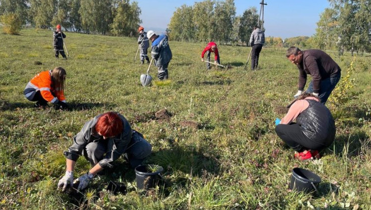 На Кузбассе посадят более 2,5 миллионов деревьев - «Экология России»