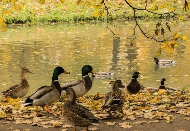 В Москве насчитали 63 duck friendly-пруда - «Экология России»