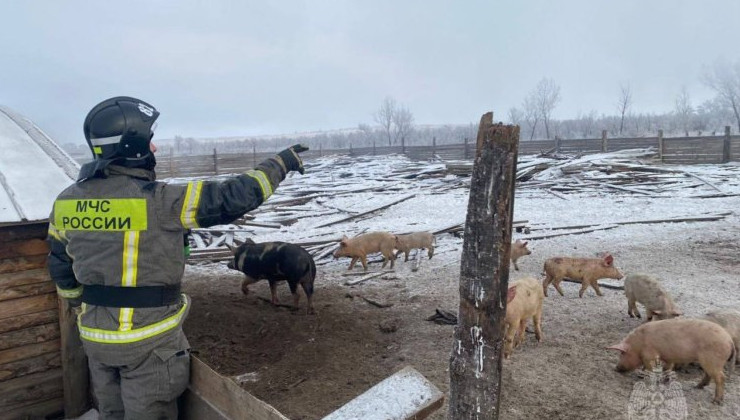 Во время пожара в Красноярском крае спасли 31 свинью - «Экология России»