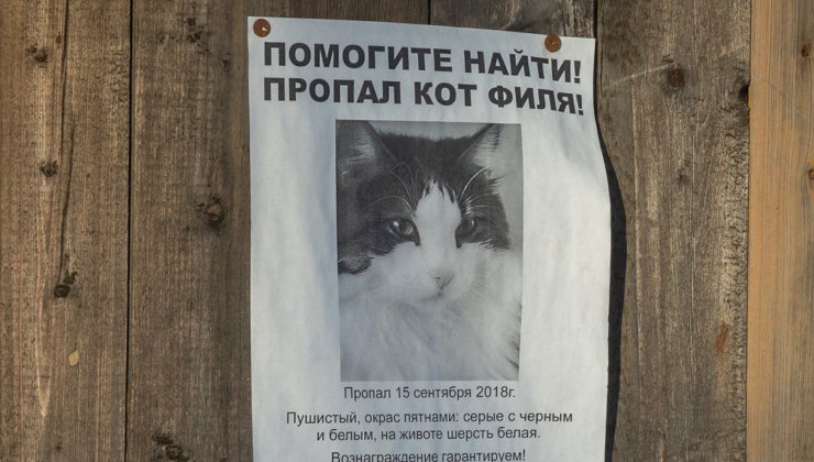 Усы, лапы и хвост перестанут быть документом - «Экология России»