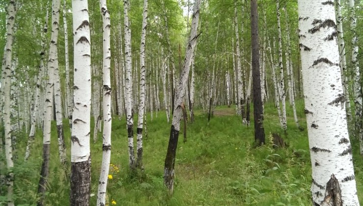 «Чистый лес» стартует в Ленинградской области в 2026 году - «Экология России»